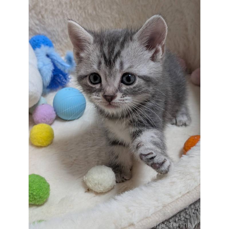 販売中の神奈川県のアメリカンショートヘア-140290の3枚目