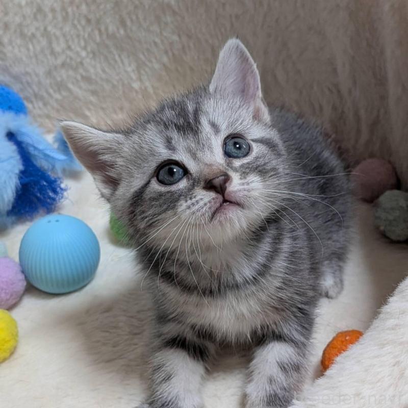 販売中の神奈川県のアメリカンショートヘア-140290