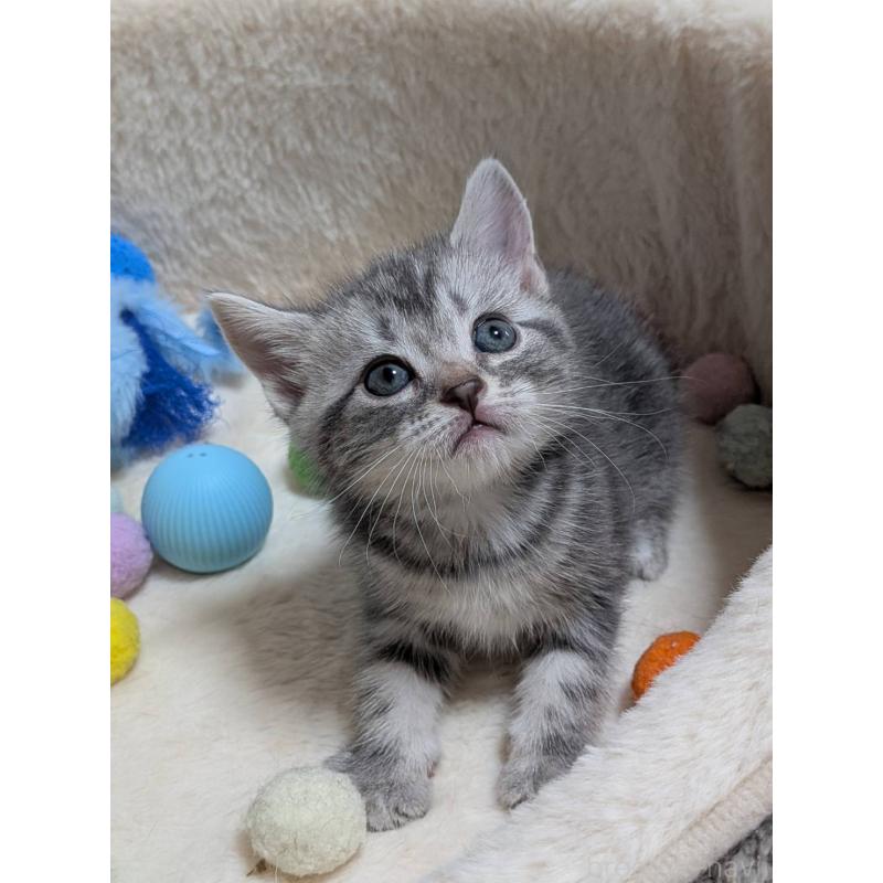 販売中の神奈川県のアメリカンショートヘア-140290の2枚目