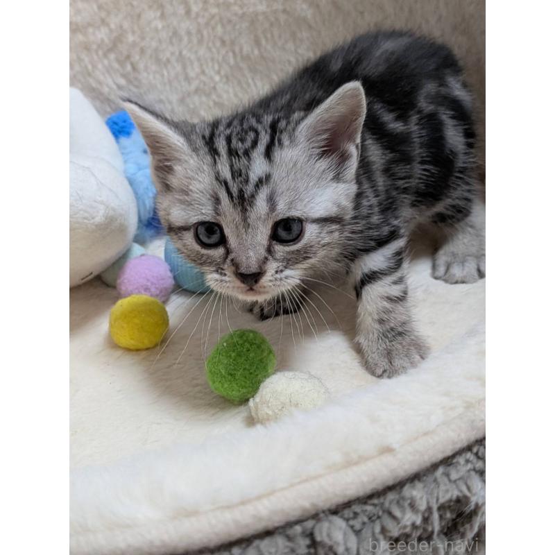 販売中の神奈川県のアメリカンショートヘア-140291の4枚目