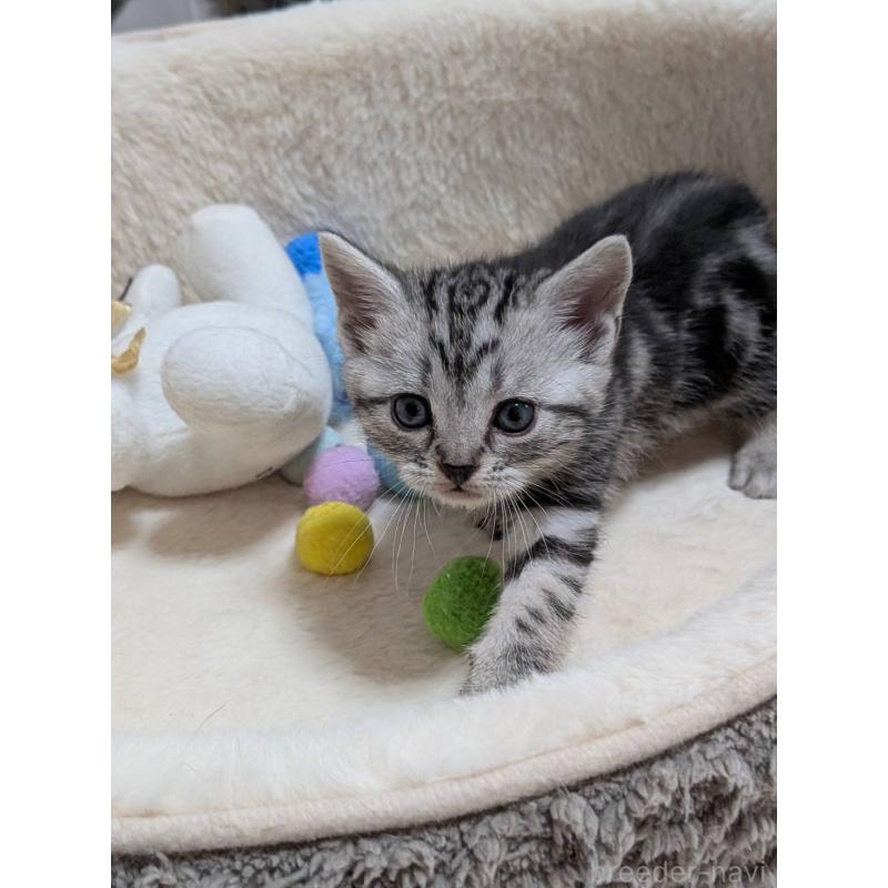 販売中の神奈川県のアメリカンショートヘア-140291の3枚目