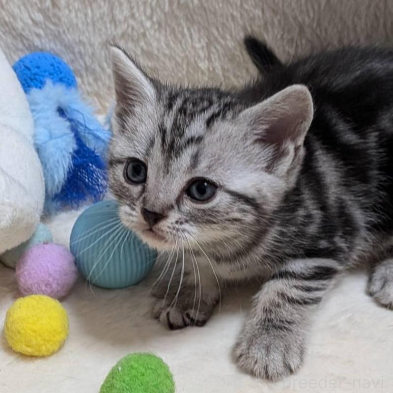 販売中の神奈川県のアメリカンショートヘア-140291