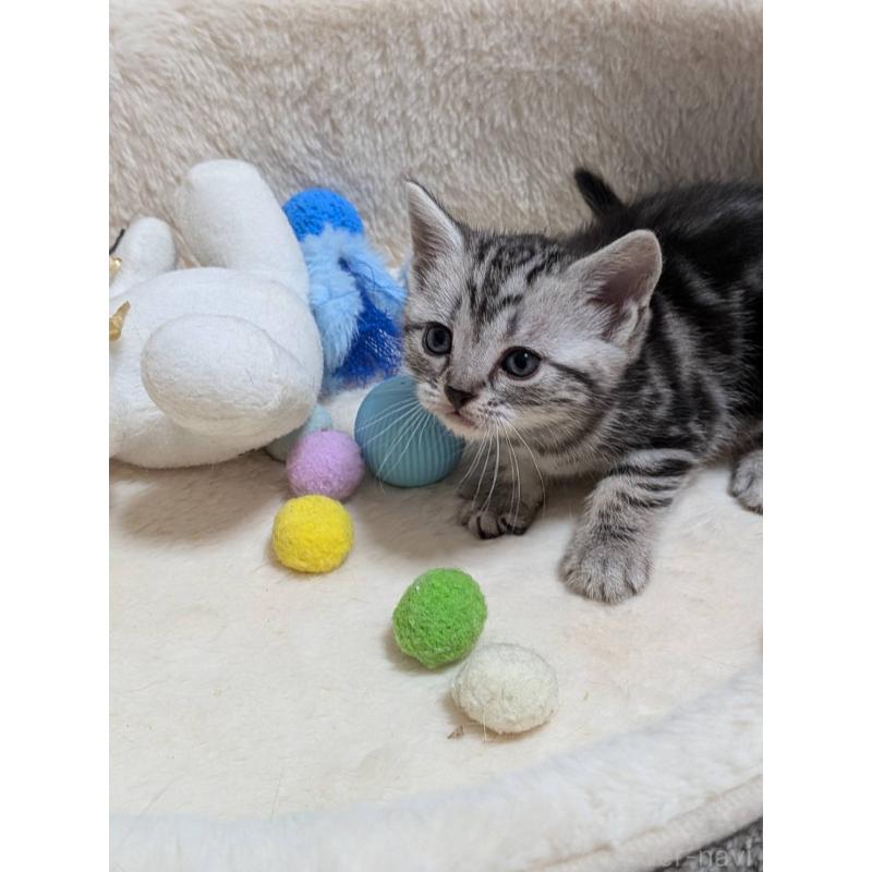 販売中の神奈川県のアメリカンショートヘア-140291の2枚目