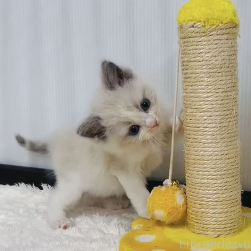 販売中の埼玉県のラグドール-140293の2枚目