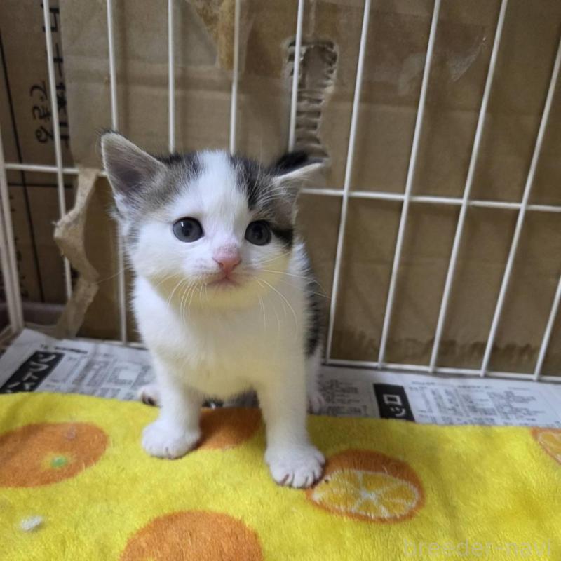 販売中の滋賀県のスコティッシュフォールド-140292の4枚目