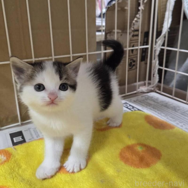 販売中の滋賀県のスコティッシュフォールド-140292の3枚目