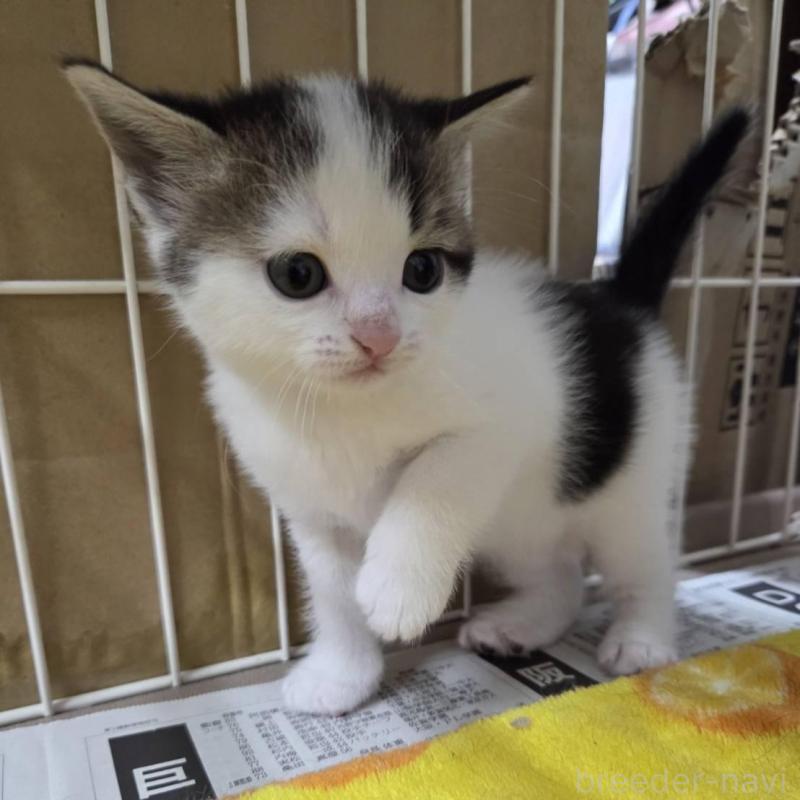 販売中の滋賀県のスコティッシュフォールド-140292の2枚目