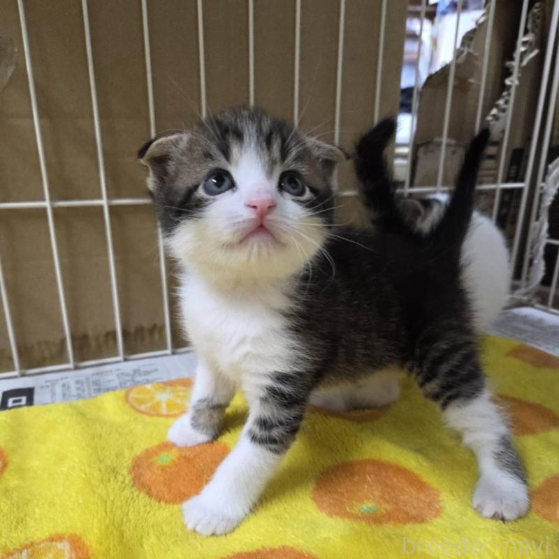 販売中の滋賀県のスコティッシュフォールド-140294