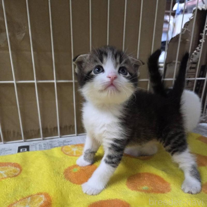 販売中の滋賀県のスコティッシュフォールド-140294の7枚目