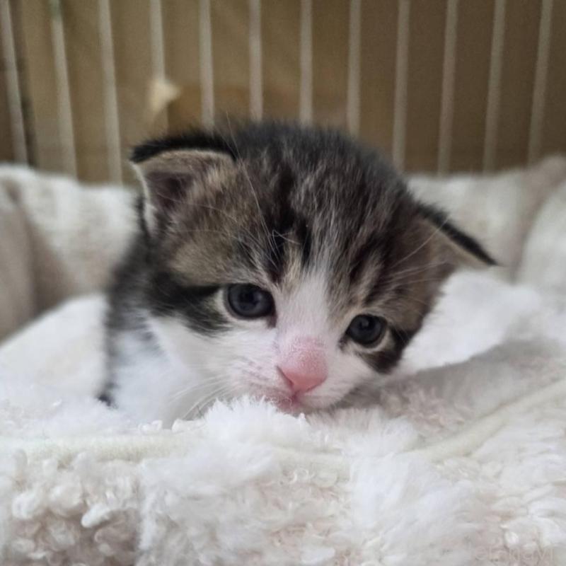 販売中の滋賀県のスコティッシュフォールド-140294の6枚目