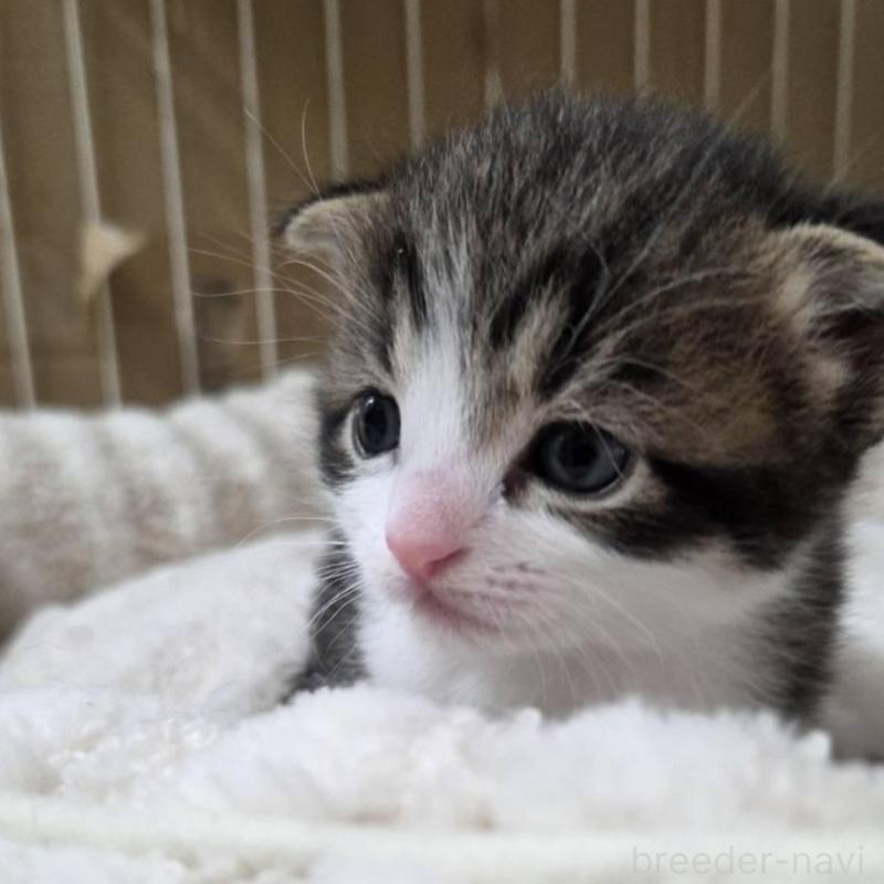 販売中の滋賀県のスコティッシュフォールド-140294の5枚目