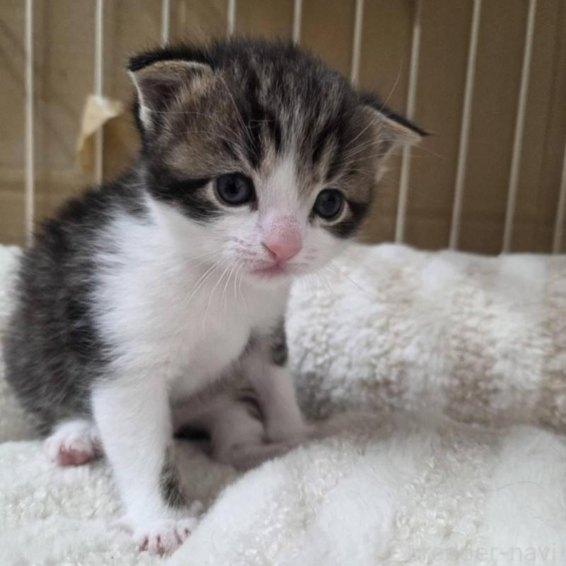 販売中の滋賀県のスコティッシュフォールド-140294の4枚目