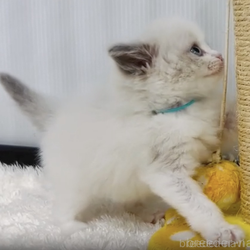 販売中の埼玉県のラグドール-140295の2枚目