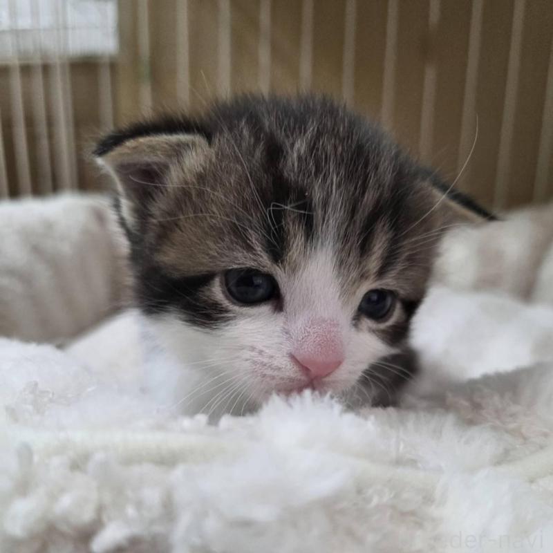 販売中の滋賀県のスコティッシュフォールド-140294の3枚目