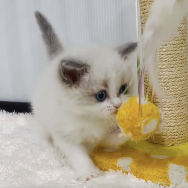 販売中の埼玉県のラグドール-140295