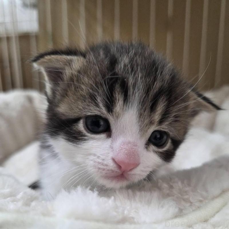 販売中の滋賀県のスコティッシュフォールド-140294の2枚目