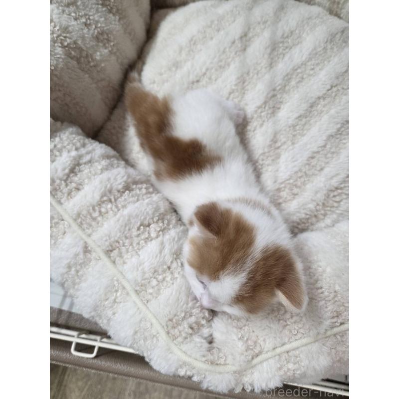 販売中の滋賀県のスコティッシュフォールド-140296の7枚目