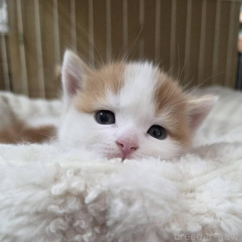 販売中の滋賀県のスコティッシュフォールド-140296