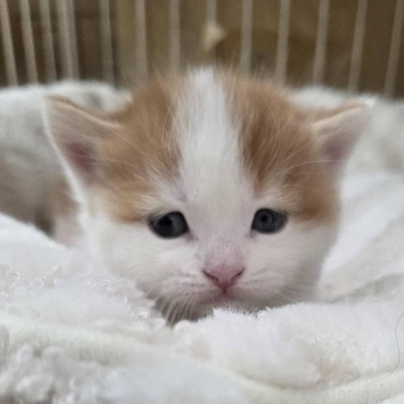 販売中の滋賀県のスコティッシュフォールド-140296の6枚目