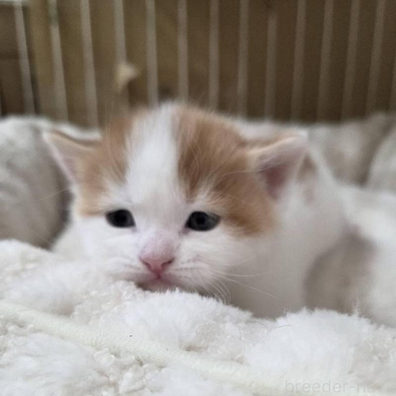 販売中の滋賀県のスコティッシュフォールド-140296の5枚目