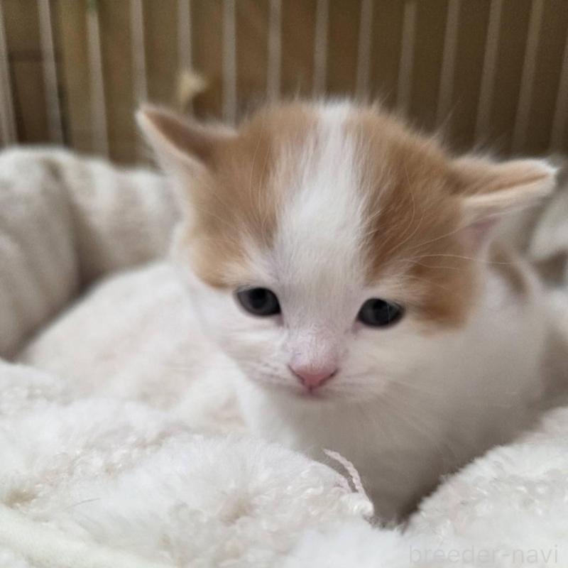 販売中の滋賀県のスコティッシュフォールド-140296の4枚目