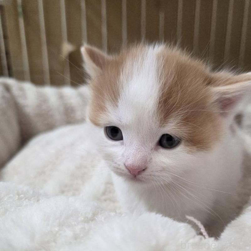 販売中の滋賀県のスコティッシュフォールド-140296の3枚目