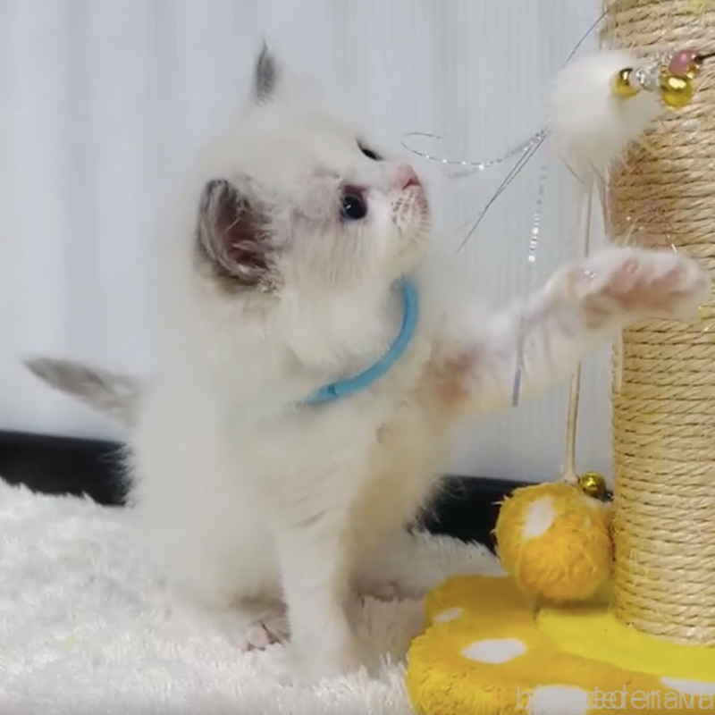 販売中の埼玉県のラグドール-140298の2枚目