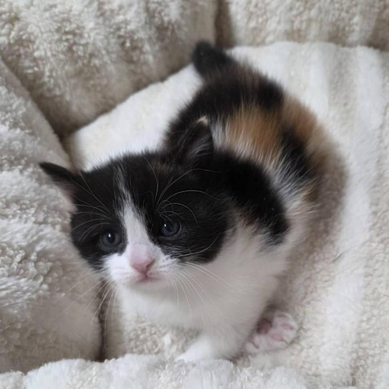 販売中の滋賀県のスコティッシュフォールド-140299