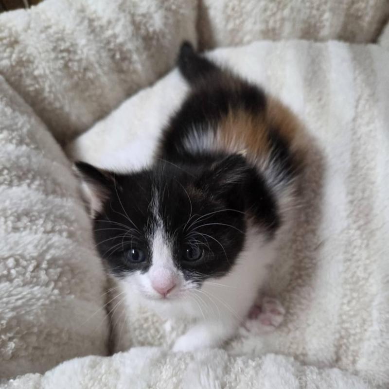 販売中の滋賀県のスコティッシュフォールド-140299の4枚目