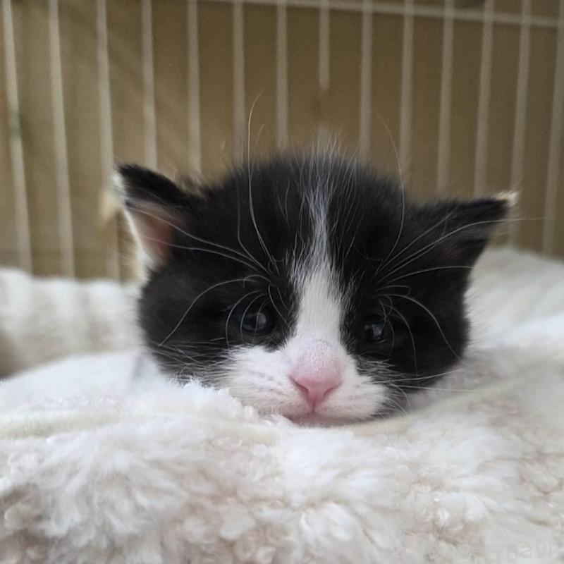 販売中の滋賀県のスコティッシュフォールド-140299の3枚目