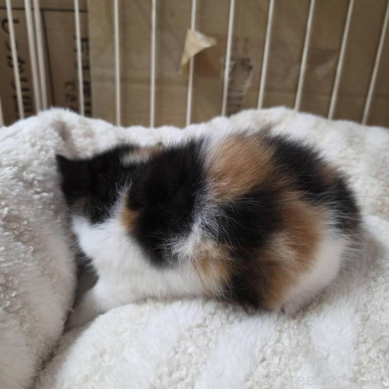 販売中の滋賀県のスコティッシュフォールド-140299の2枚目