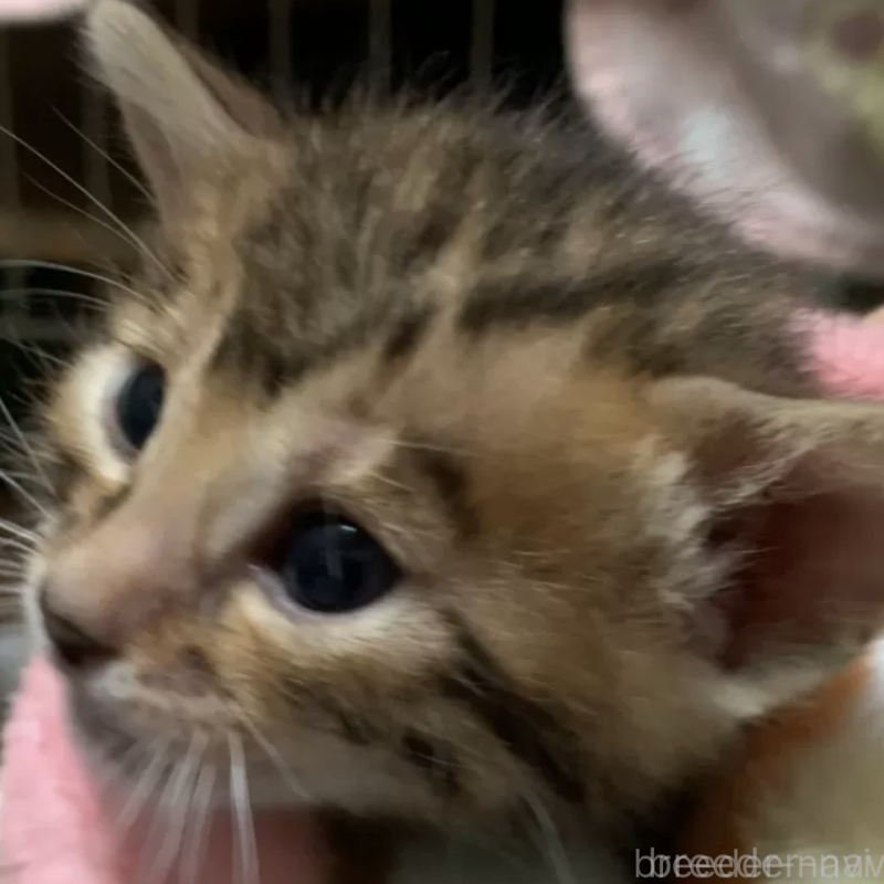 販売中の京都府のベンガル-140301の2枚目