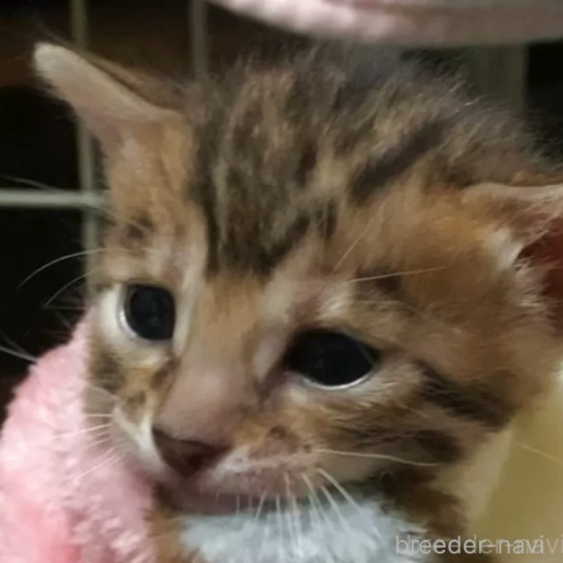 販売中の京都府のベンガル-140301