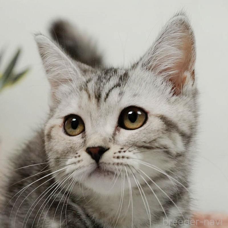 販売中の東京都のミヌエット-140304の9枚目