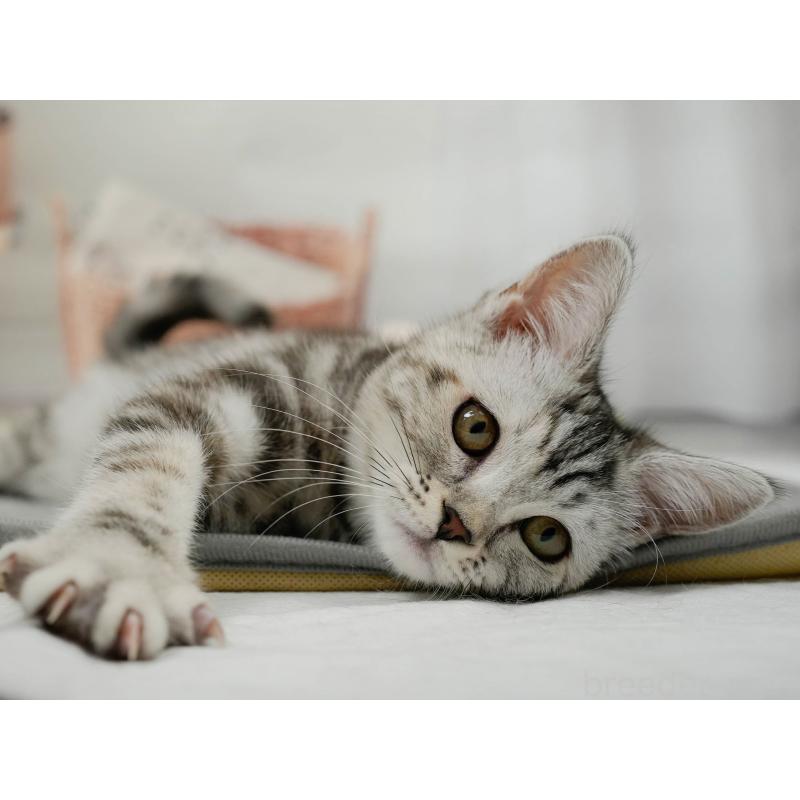 販売中の東京都のミヌエット-140304の8枚目