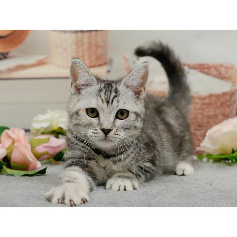 販売中の東京都のミヌエット-140304の7枚目