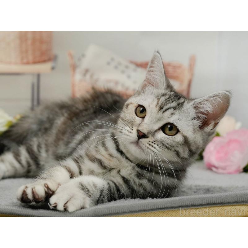 販売中の東京都のミヌエット-140304の6枚目