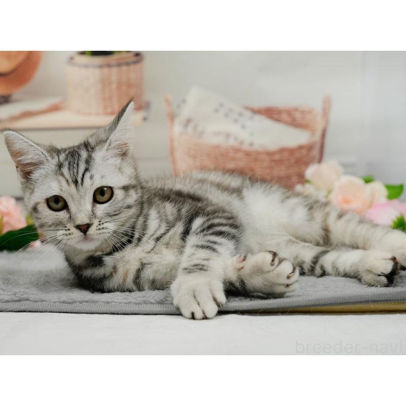 販売中の東京都のミヌエット-140304の5枚目