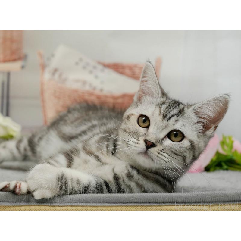 販売中の東京都のミヌエット-140304の4枚目