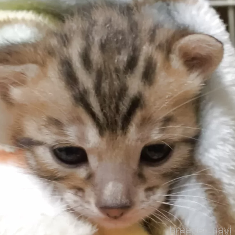 販売中の京都府のベンガル-140302