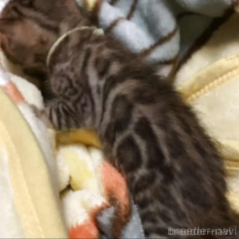 販売中の京都府のベンガル-140302の2枚目