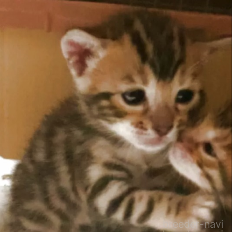 販売中の京都府のベンガル-140303の2枚目