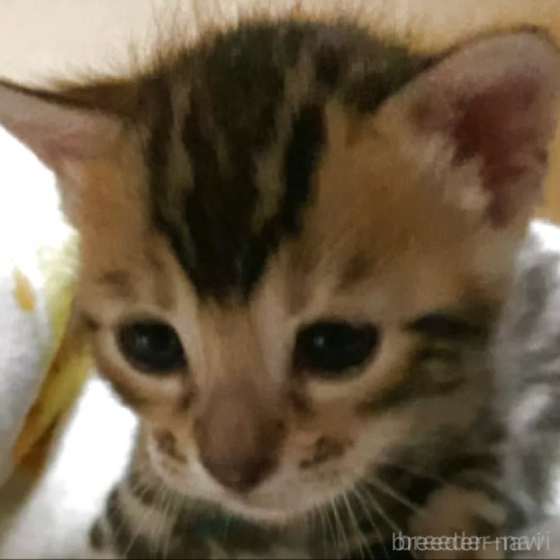 販売中の京都府のベンガル-140303の1枚目