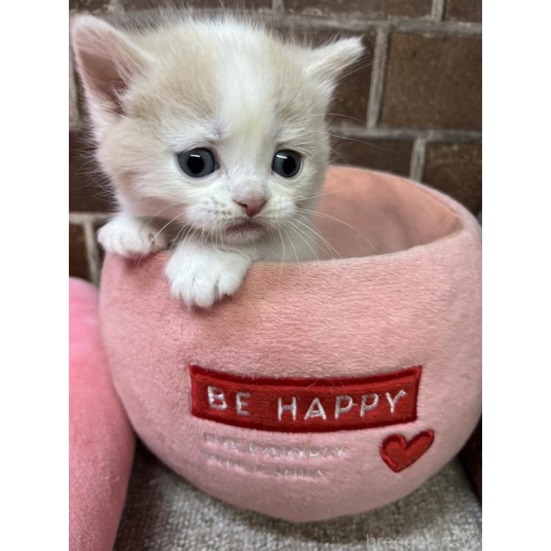 販売中の東京都のマンチカン(短足)-140305の8枚目