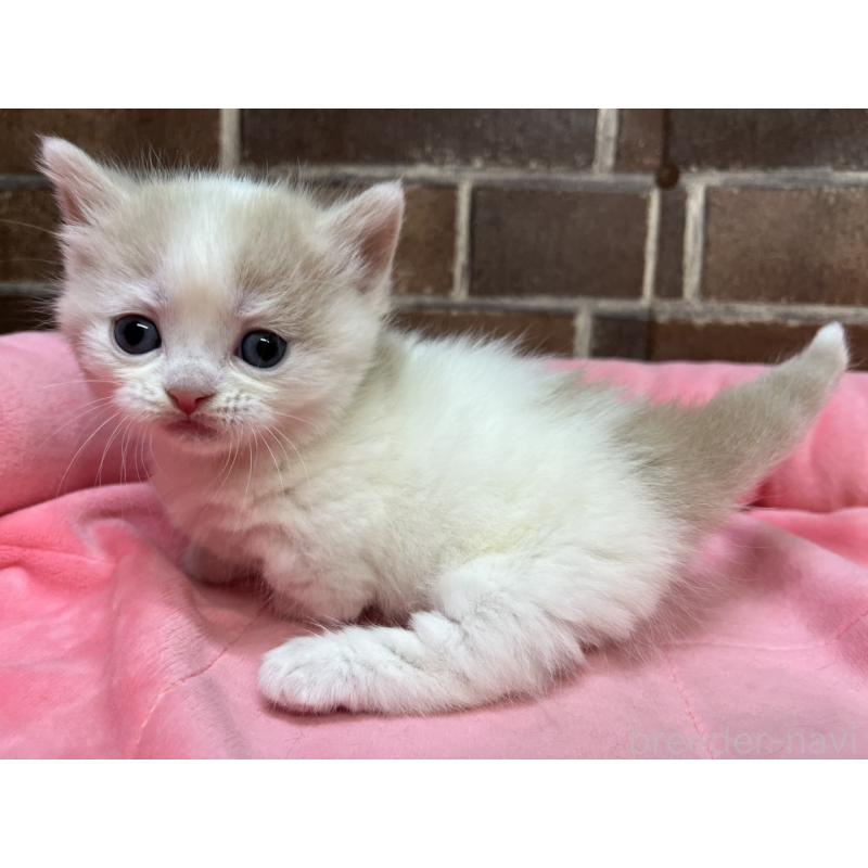 販売中の東京都のマンチカン(短足)-140305の7枚目