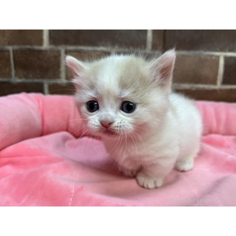 販売中の東京都のマンチカン(短足)-140305の6枚目