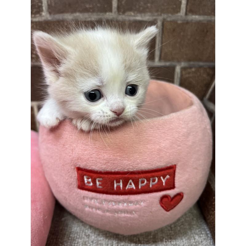 販売中の東京都のマンチカン(短足)-140305の5枚目