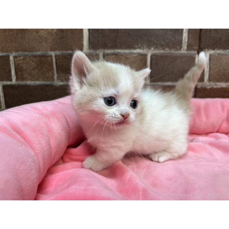 販売中の東京都のマンチカン(短足)-140305の4枚目