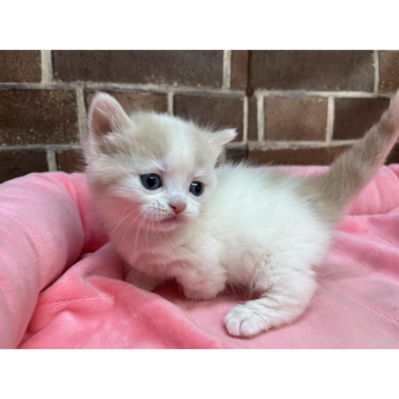 販売中の東京都のマンチカン(短足)-140305の3枚目