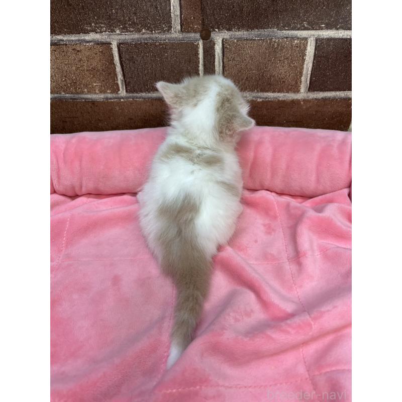 販売中の東京都のマンチカン(短足)-140305の2枚目